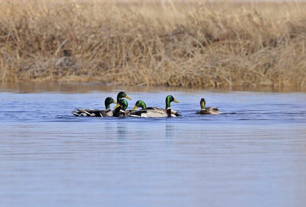 Ducks return to Carp River wetlands