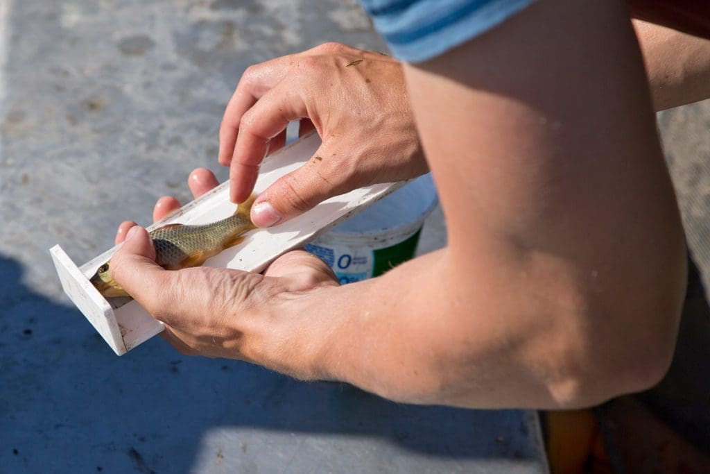 Research at Delta Marsh