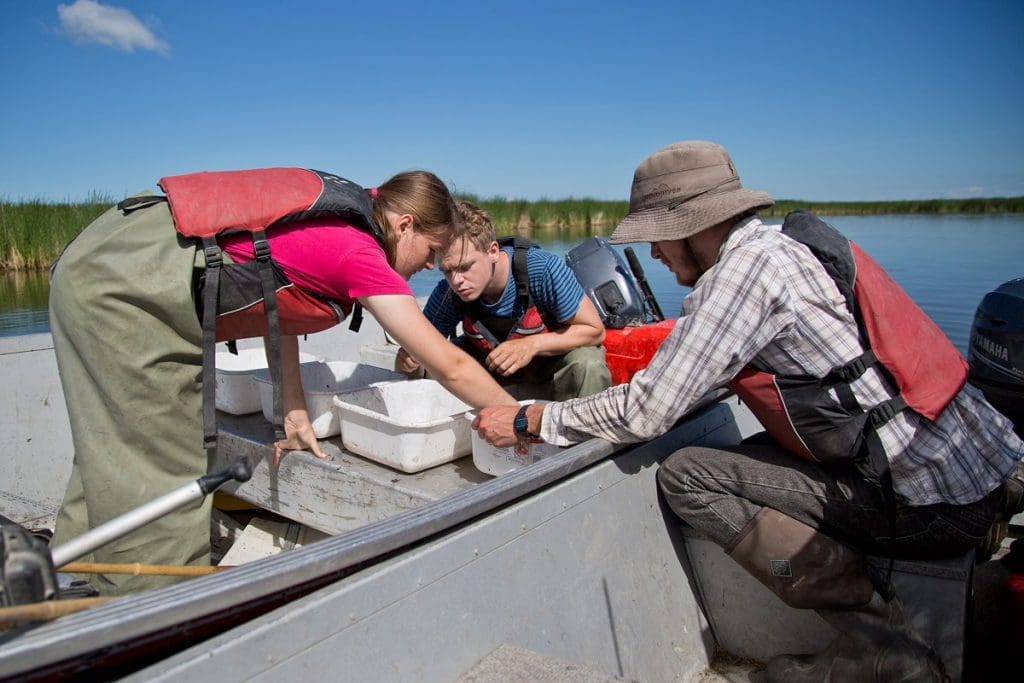 Research at Delta Marsh