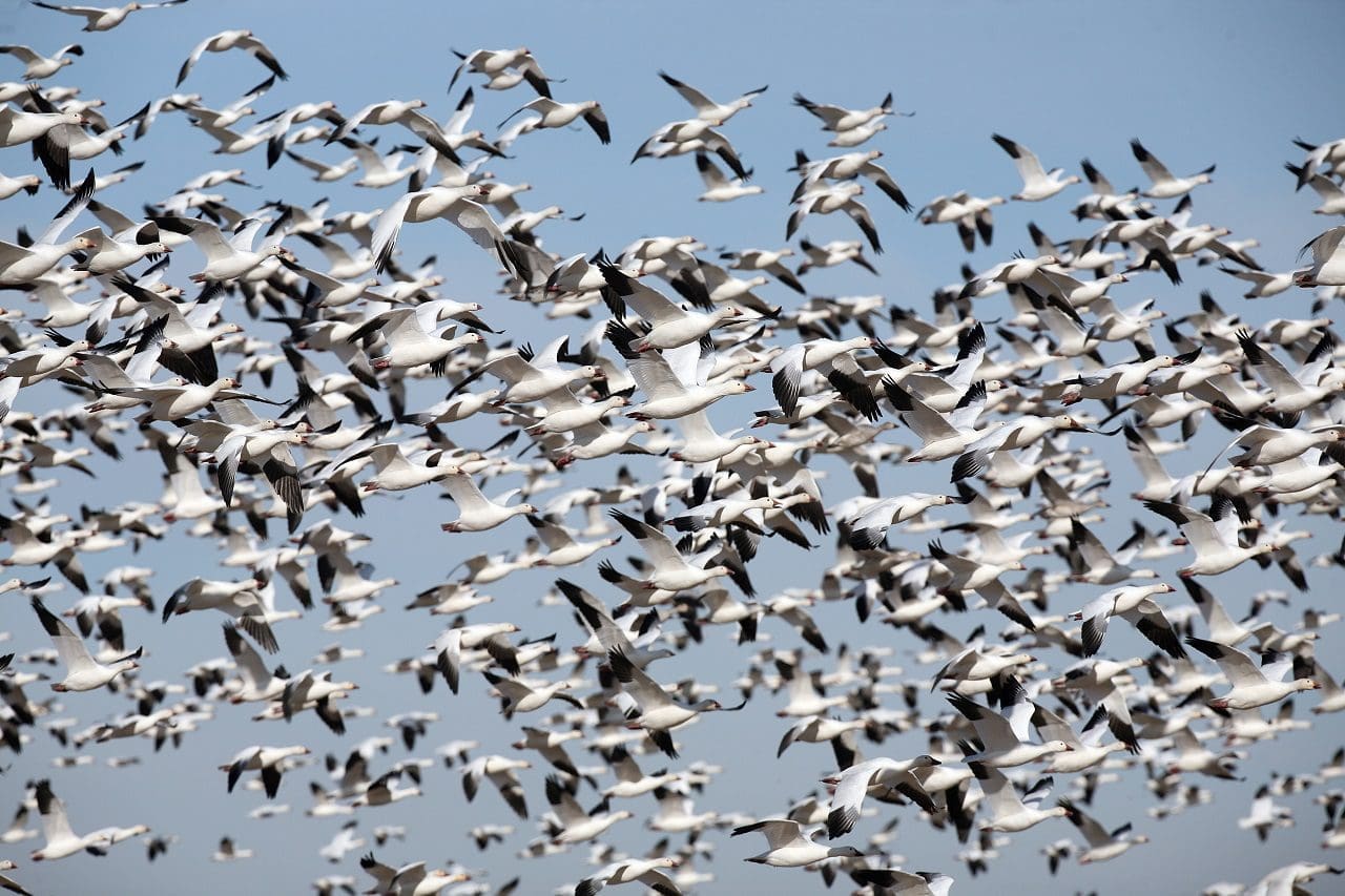 Migratory Bird Treaty successes