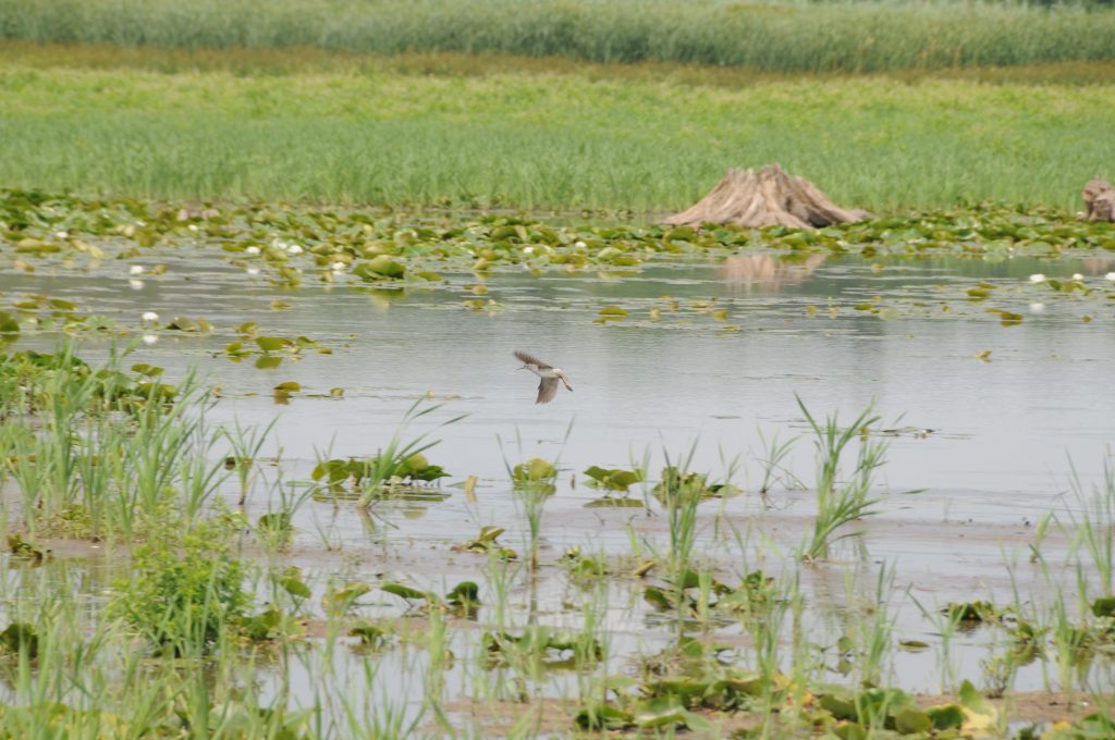 OPG wildlife observations