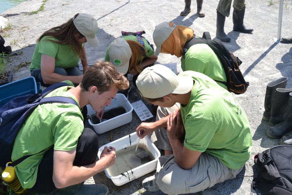 Toronto students critter dipping