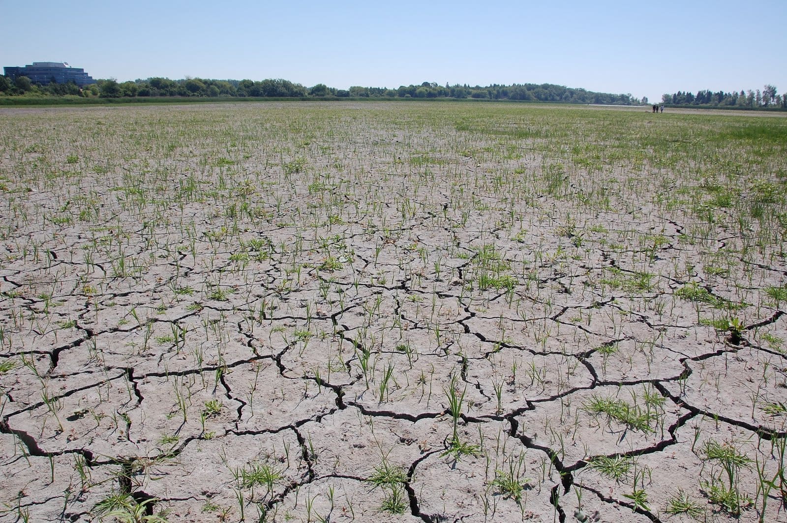 Oshawa Second Marsh: Exposed!