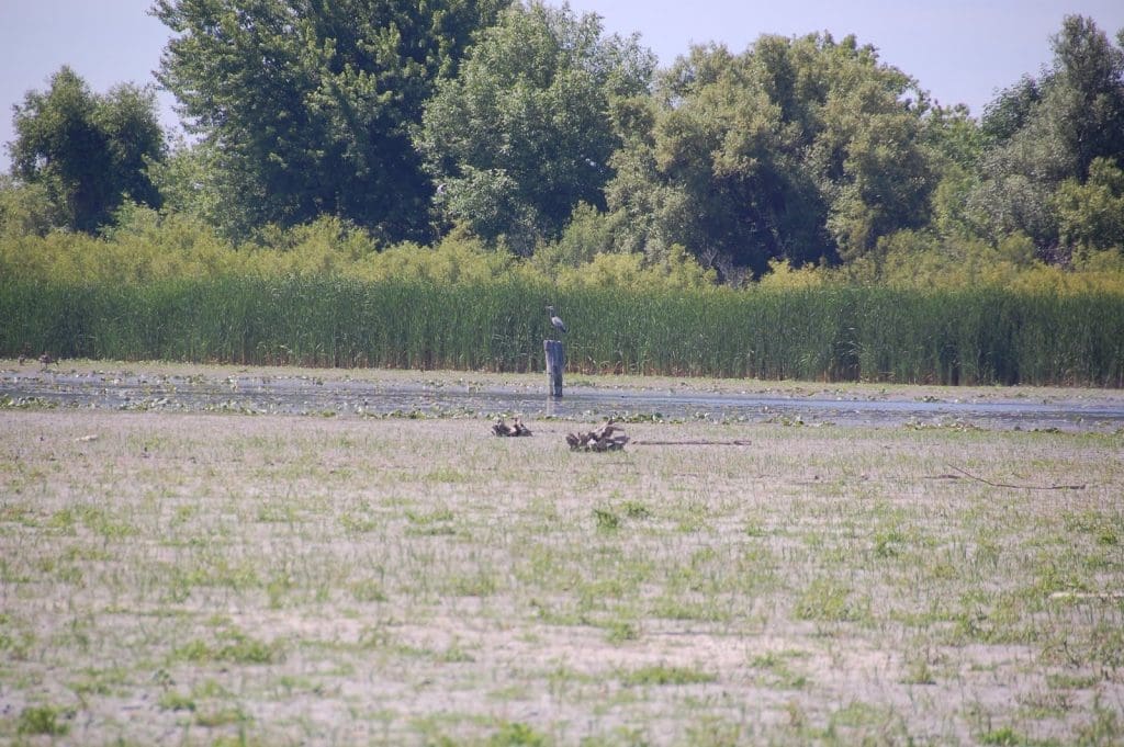 Bird at Oshawa Second Marsh