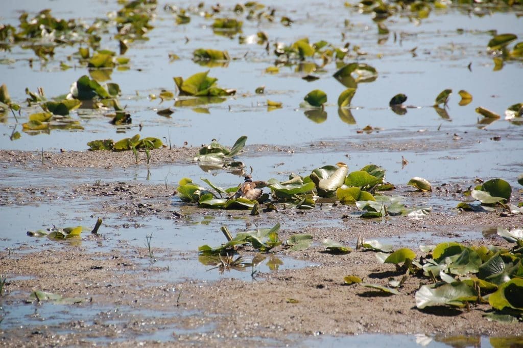 Oshawa Second Marsh vegetation