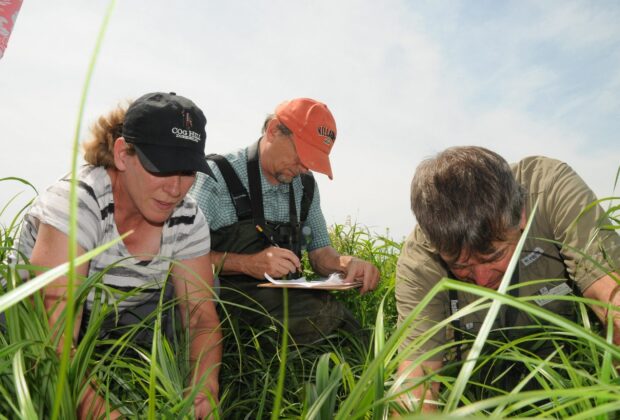 An up-close look at wetland success