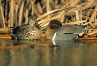 Canadian habitat conservation helps North American ducks hold steady