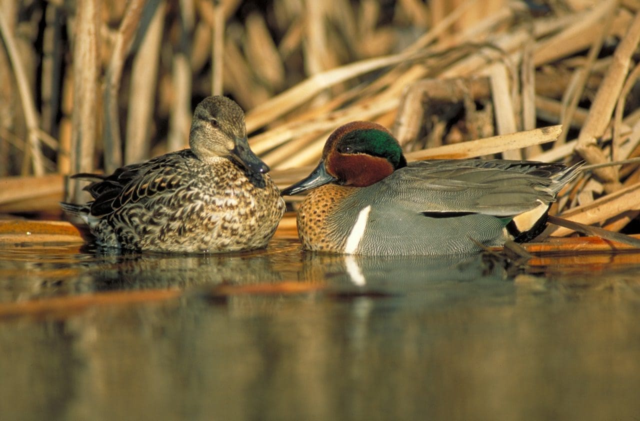 Canadian habitat conservation helps North American ducks hold steady