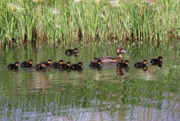 Sleuthing for scaup