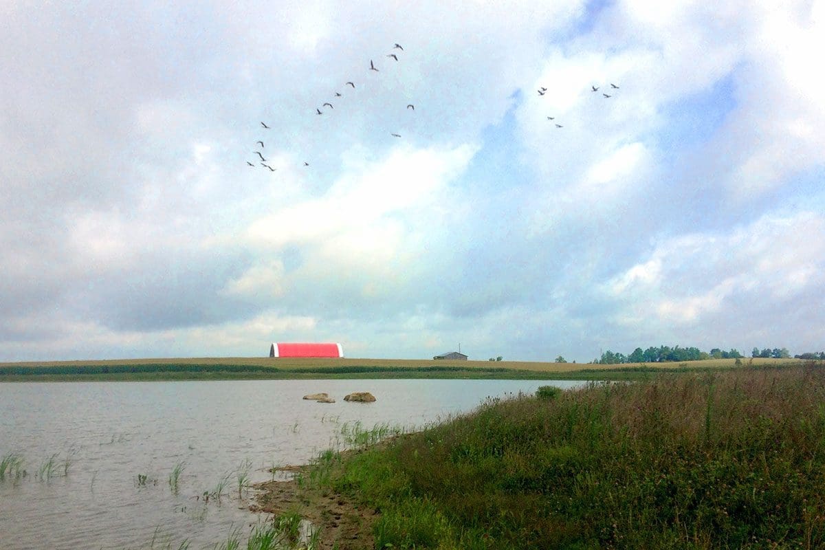 A flock of geese flying overhead has become a common occurrence at the Troubridges newly constructed wetland.