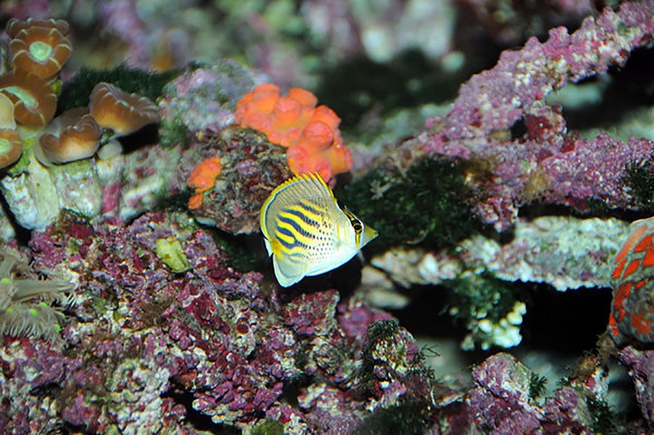 Australia Great Barrier Reef reef species