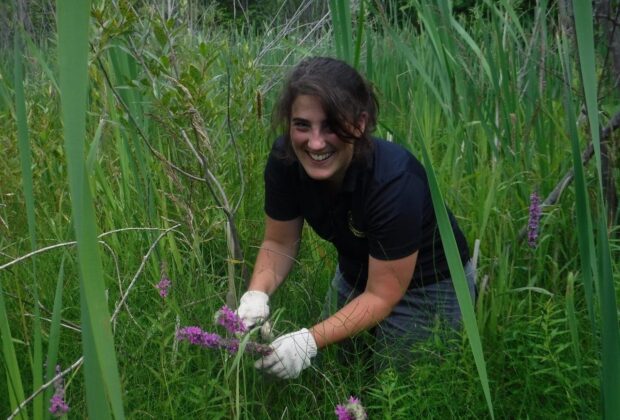 Invasive species on the loose in Newfoundland