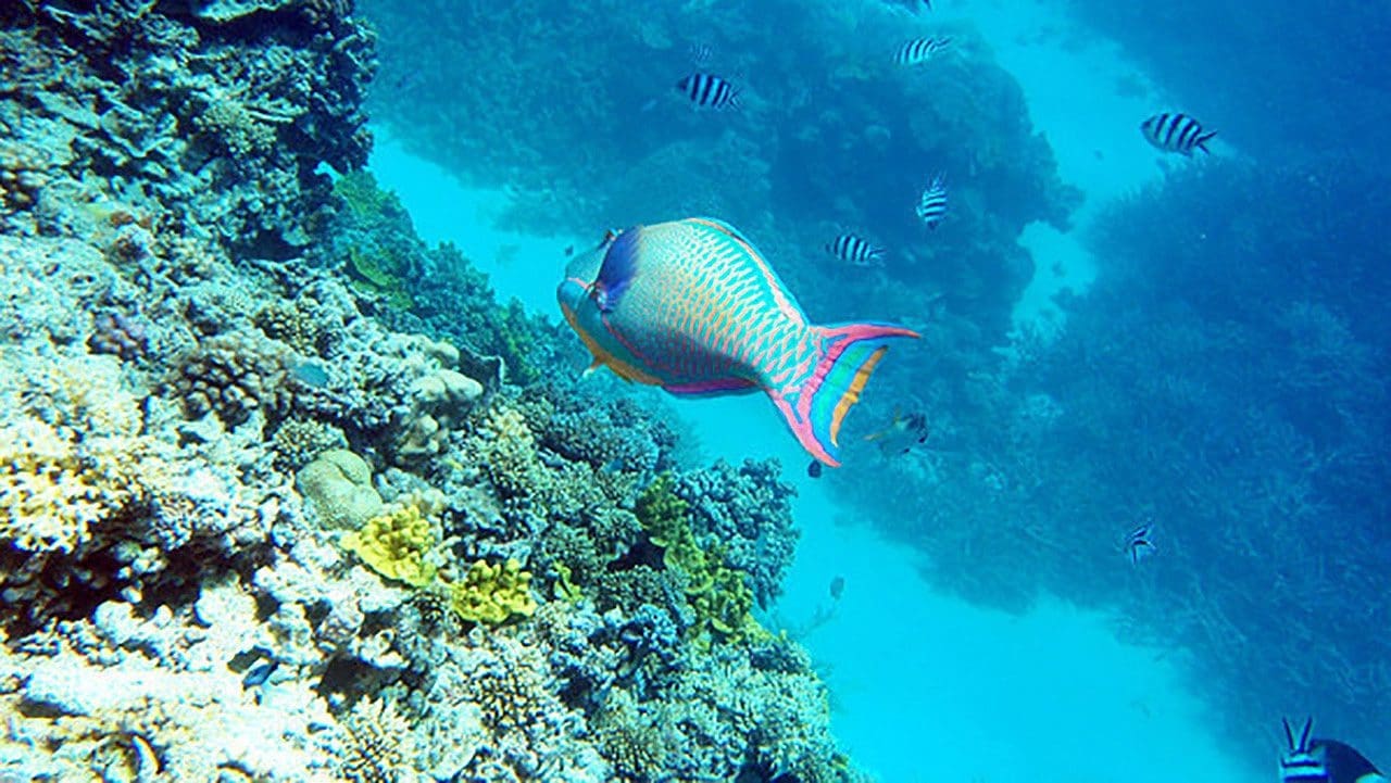 Australia Great Barrier Reef reef species