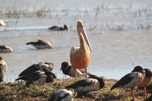 Australian waterfowl