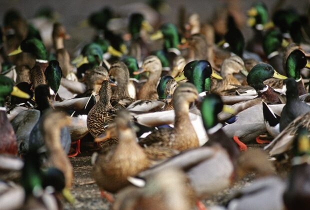 The mallard take-over