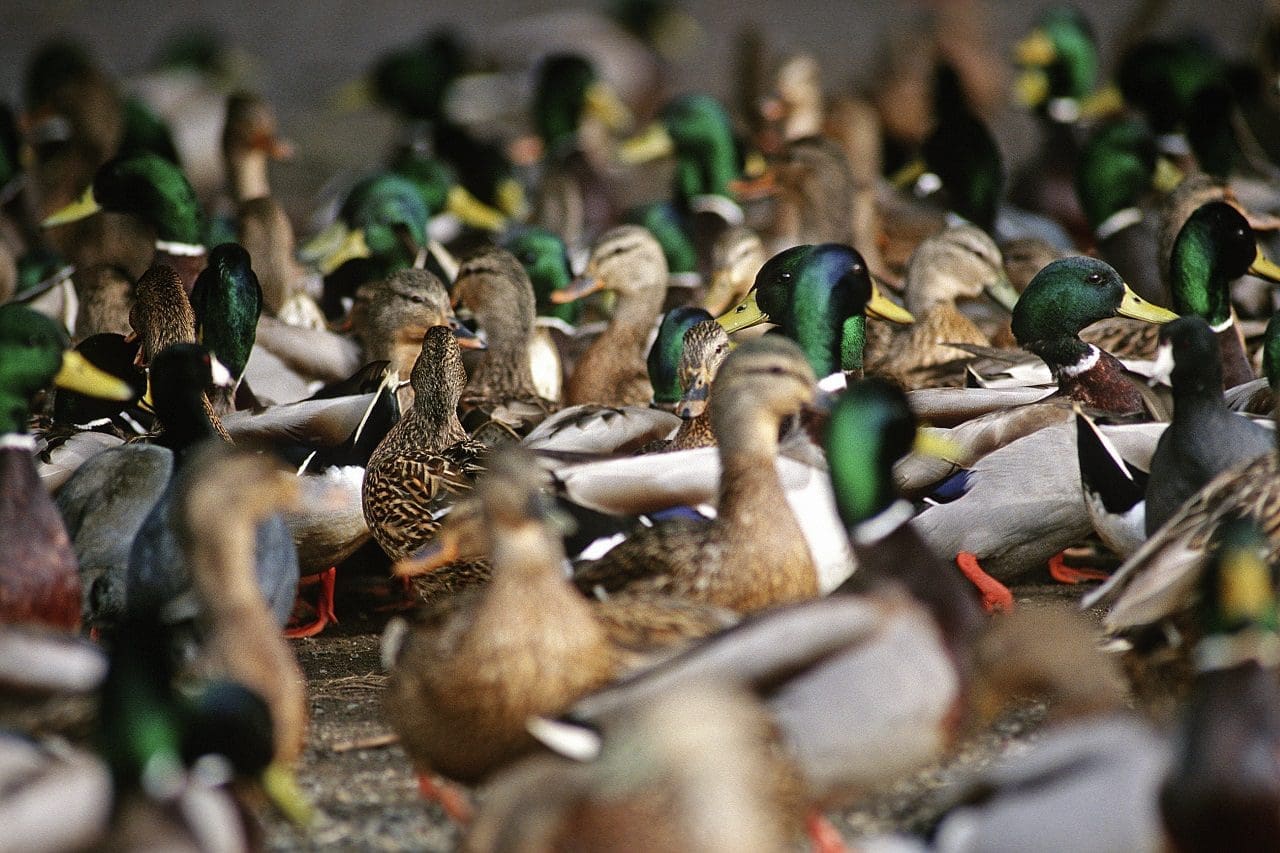 The mallard take-over