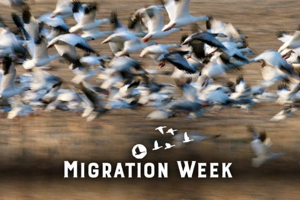 Fall Migration Week takes flight