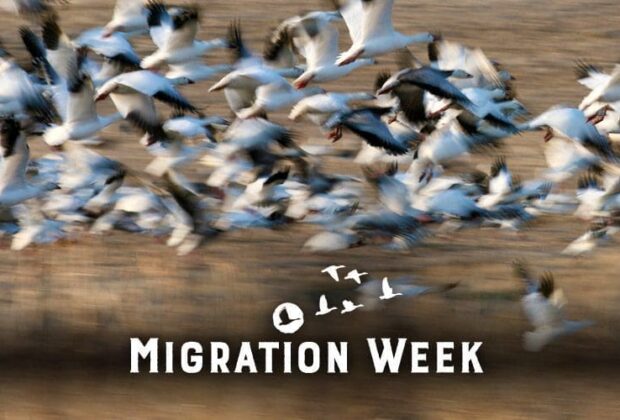 Fall Migration Week takes flight