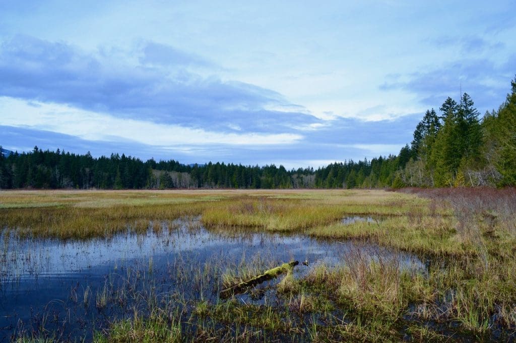 Hamilton Marsh