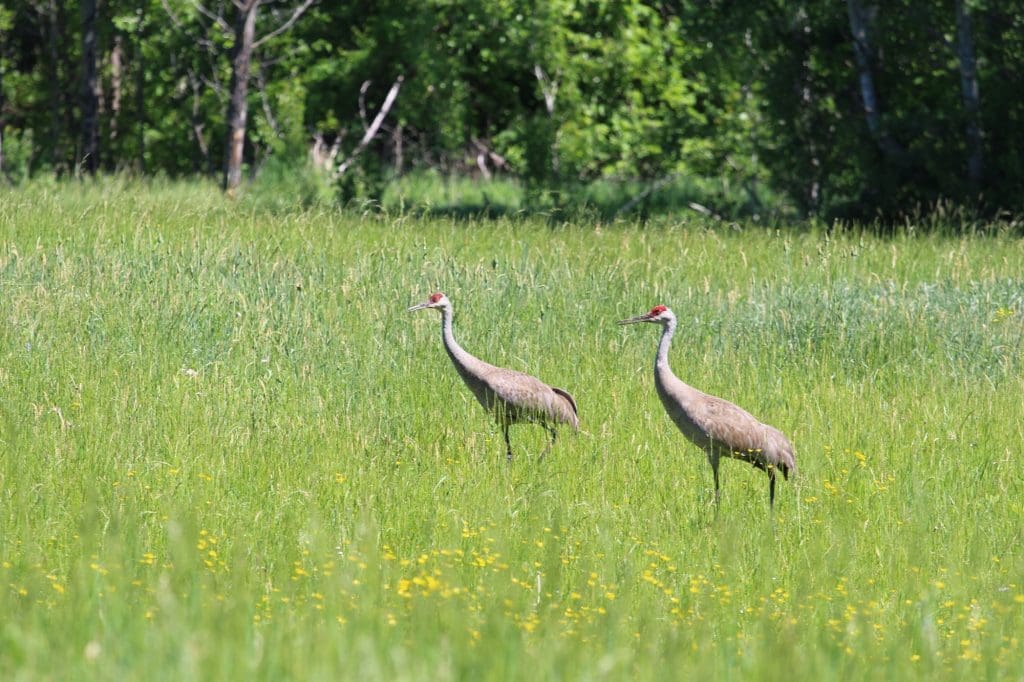 Sandhill Cranes at Cooper Marsh