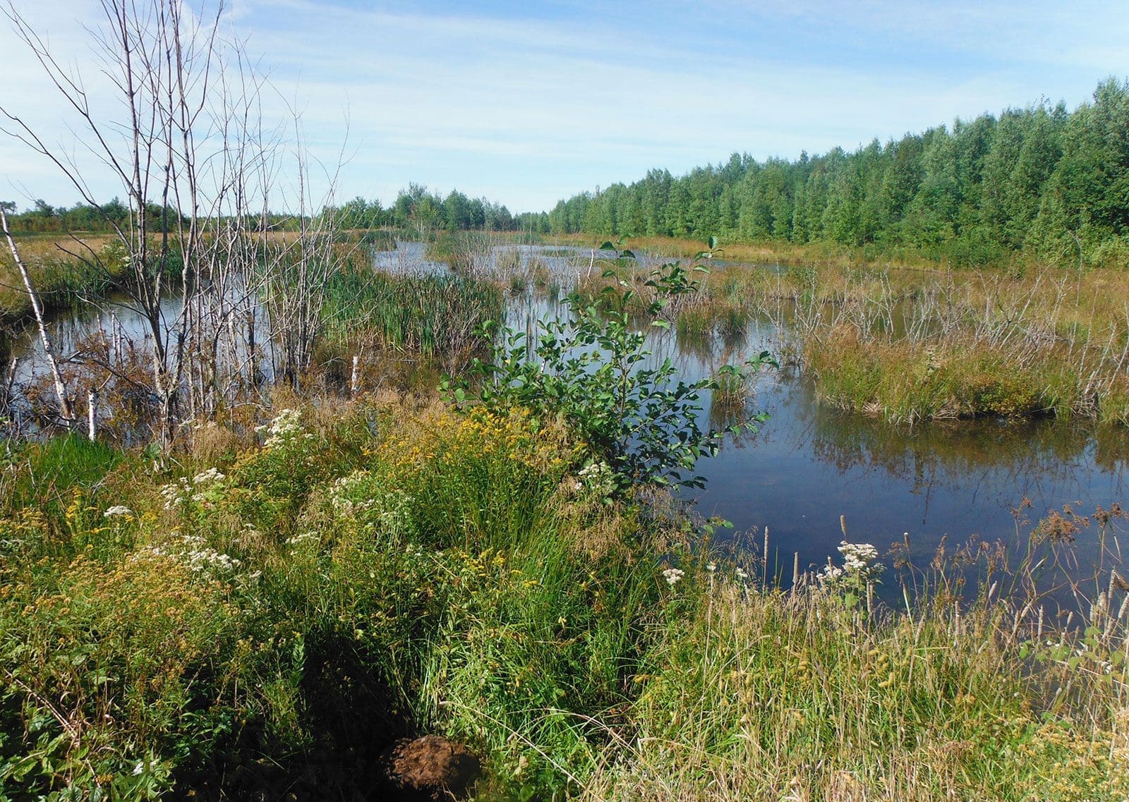 Protecting our home and native wetland