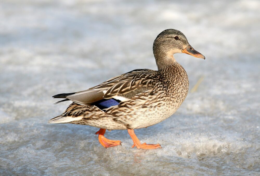 Thanks to counter-current heat exchange, this mallard hen is losing minimal body heat through her feet, despite the fact they’re in direct contact with the ice.