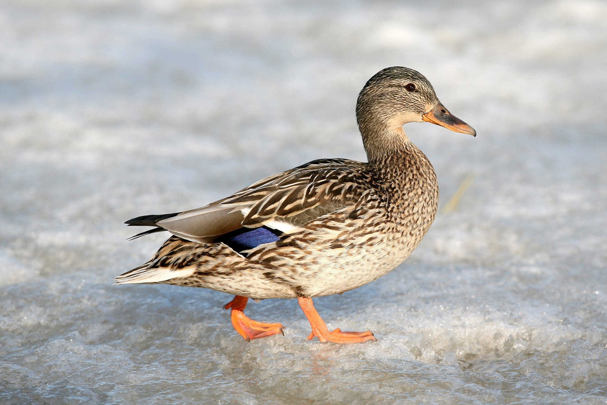 Getting cold feet?