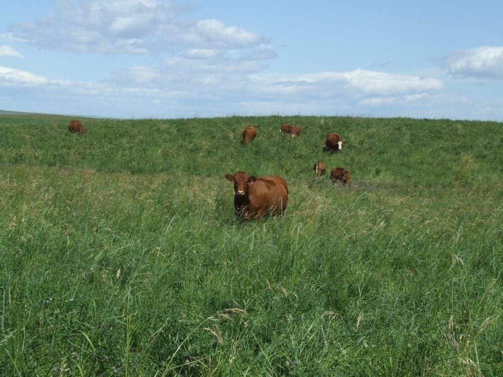 May the forage be with you and your herd: DUC/CPS forage program offers financial break for grassland conversions