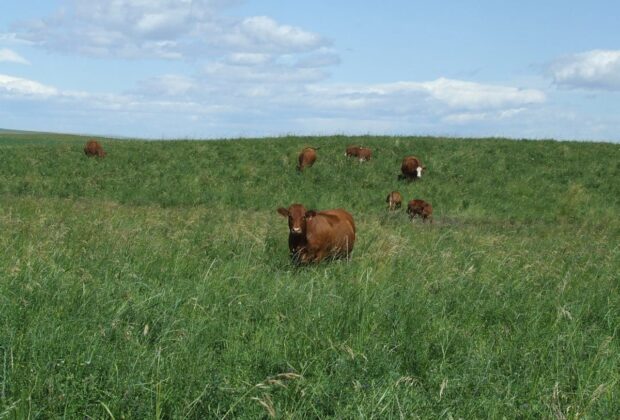 May the forage be with you and your herd: DUC/CPS forage program offers financial break for grassland conversions