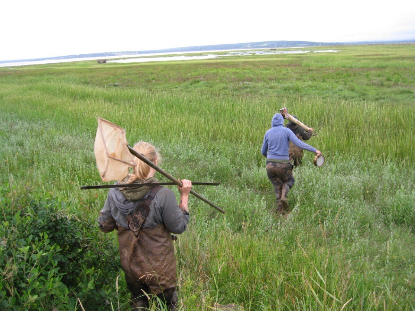 Breaching a dike; saving a salt marsh