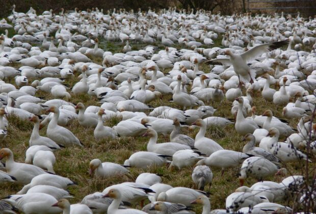 On-farm planning in the Fraser Delta, B.C.