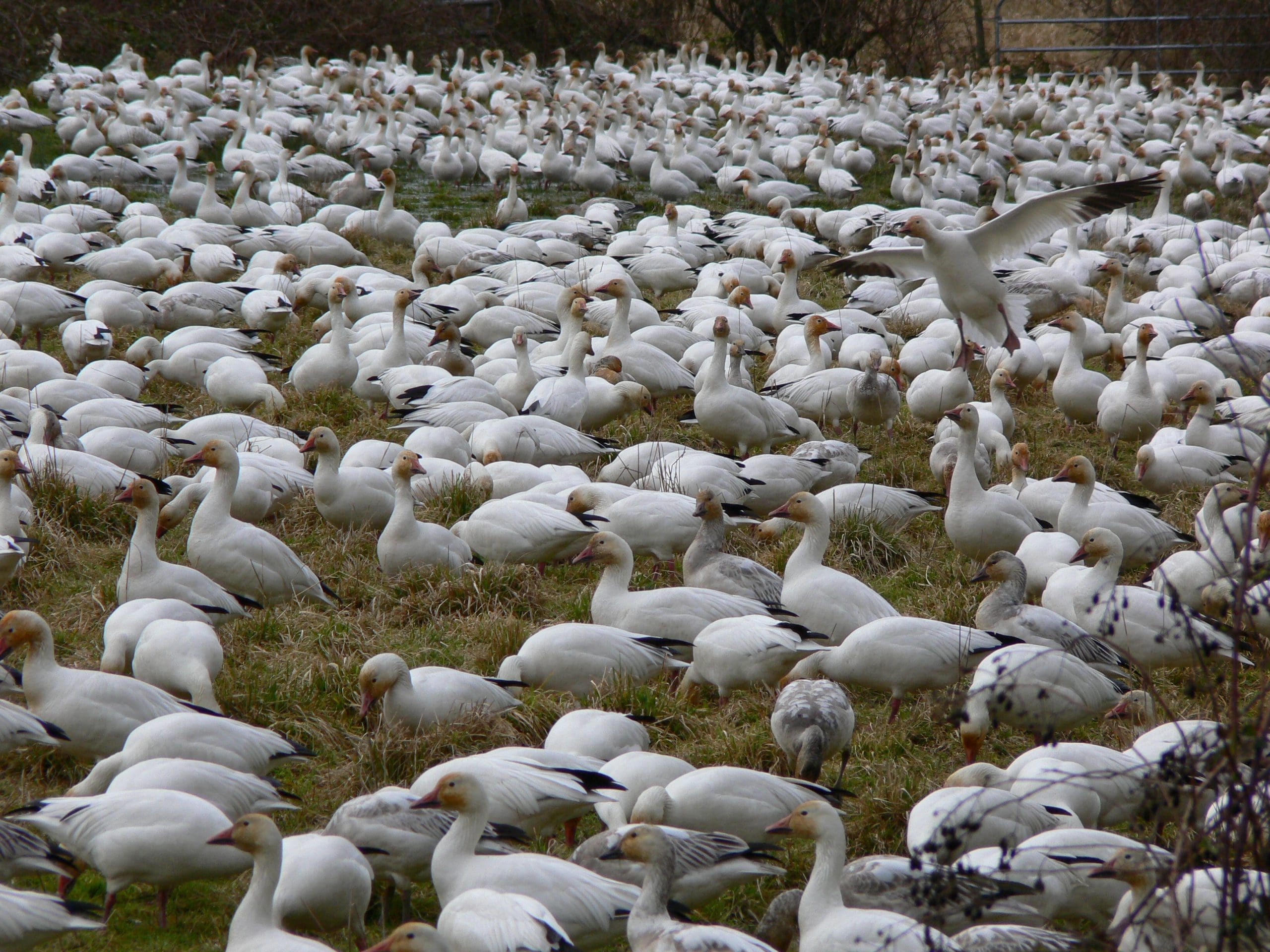 On-farm planning in the Fraser Delta, B.C.