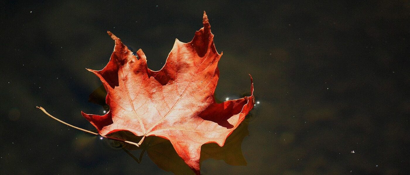 DUC is Canada's leader in wetland conservation.
