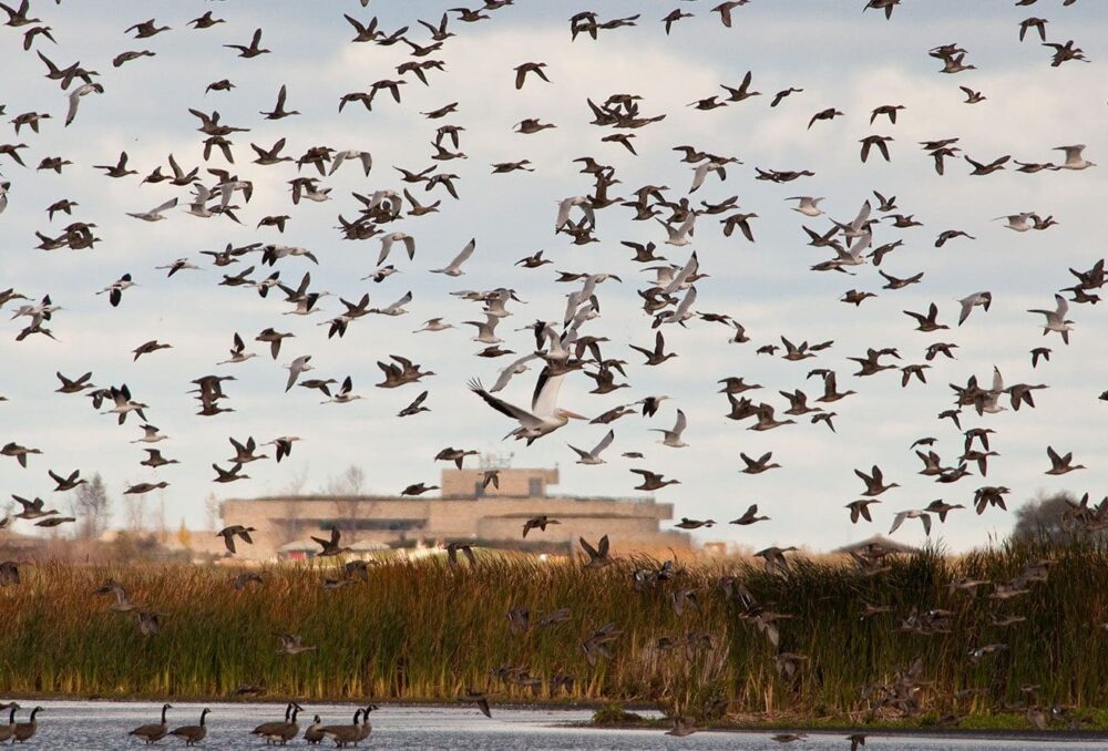 The spectacle of waterfowl migration at Oak Hammock Marsh.