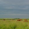 Alberta Hay and Graze Tender Program