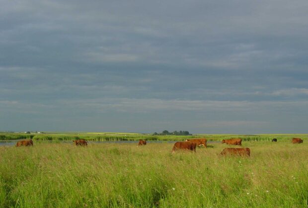 Alberta Hay and Graze Tender Program