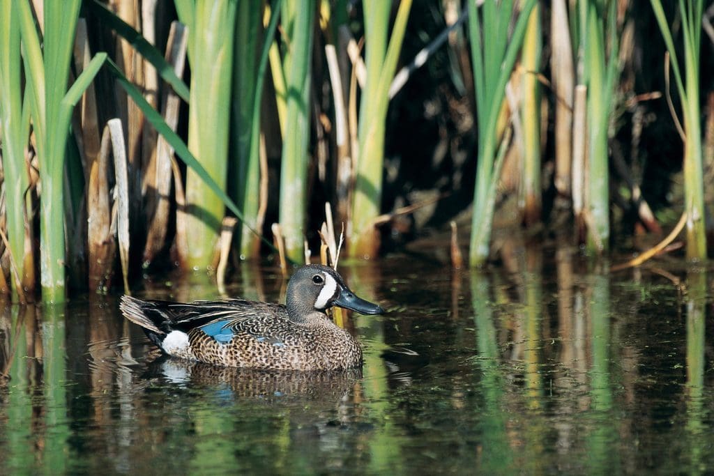 teal in lagoon