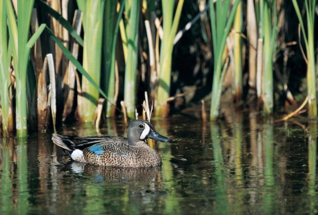 blue-winged teal