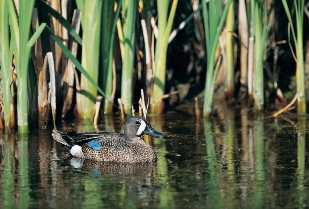 Blue-winged teal
