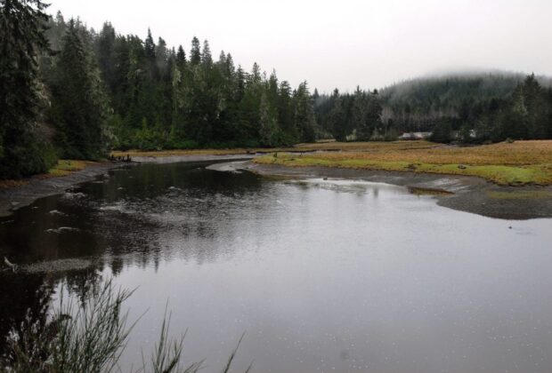 Wetland project will help B.C.’s salmon populations