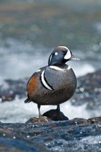 Harlequin duck standing