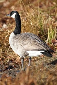 canada goose