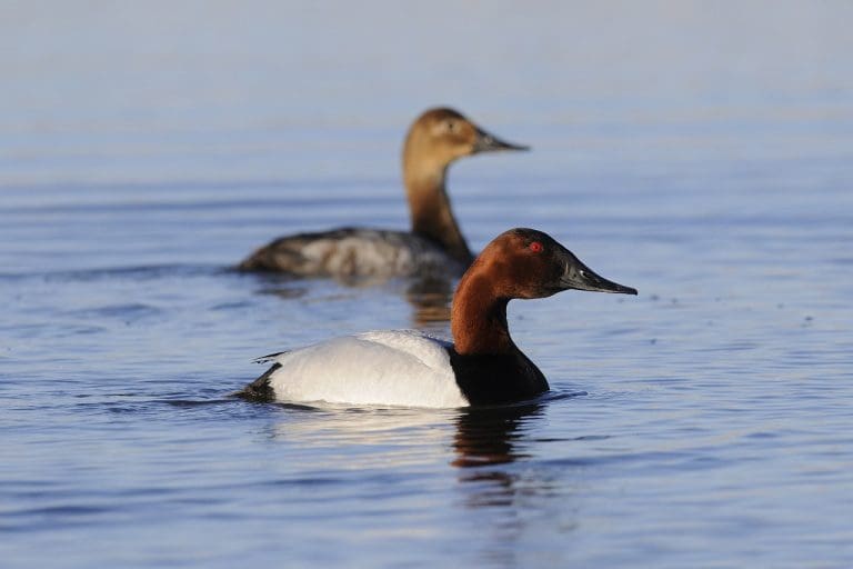 Canvasback — Ducks Unlimited Canada