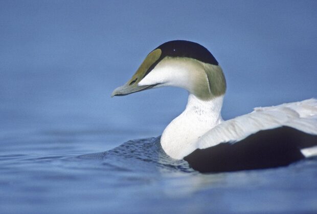 Common eider