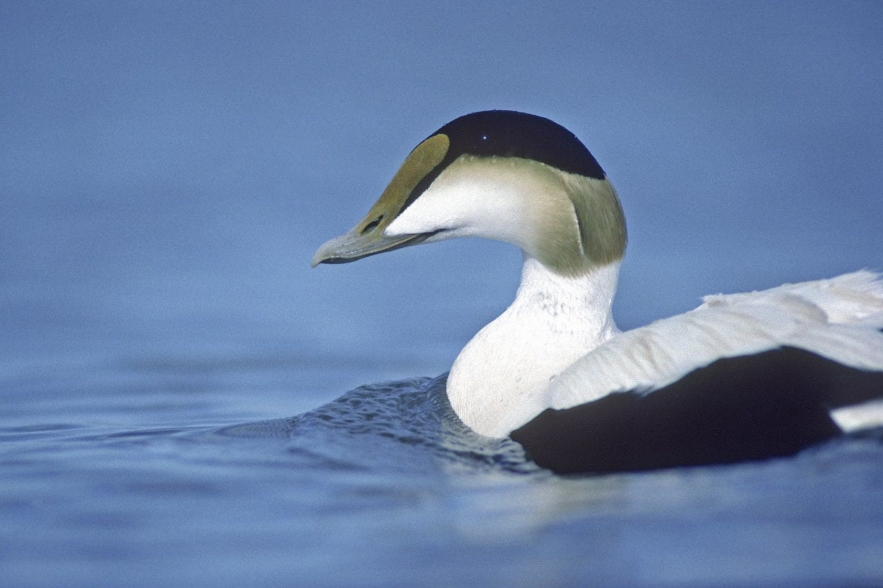 Common eider — Ducks Unlimited Canada