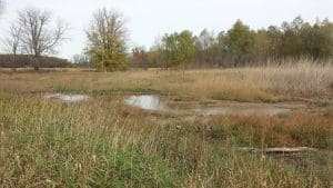 Minesing wetland