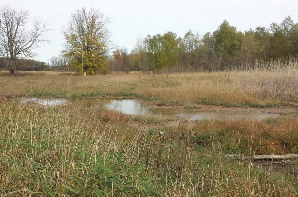 Minesing wetland