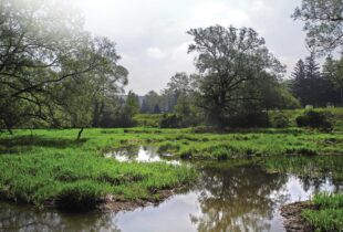 Investing in wetlands