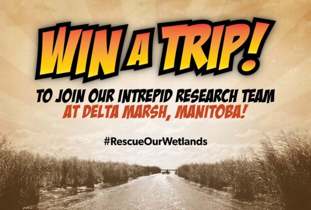 Don your cape (and waders) and #RescueOurWetlands