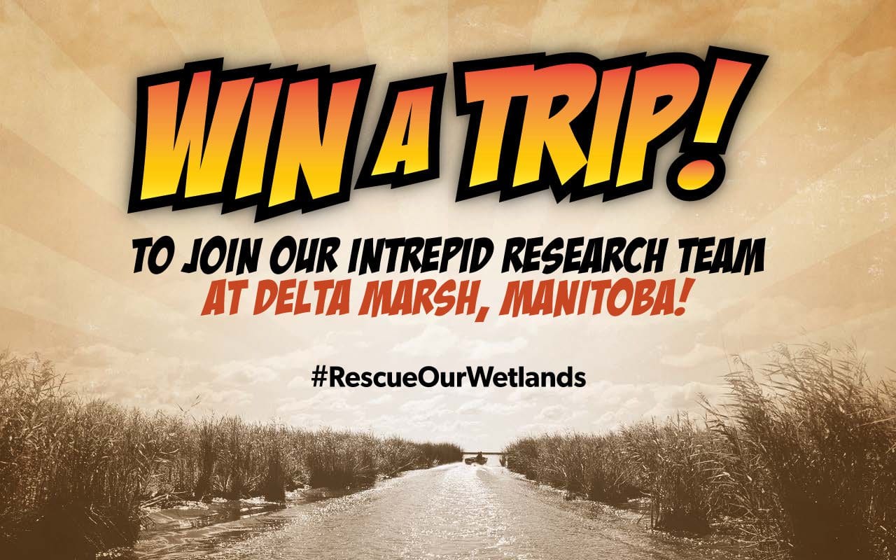 Don your cape (and waders) and #RescueOurWetlands